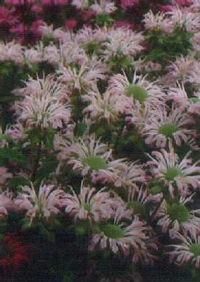 monarda fishes