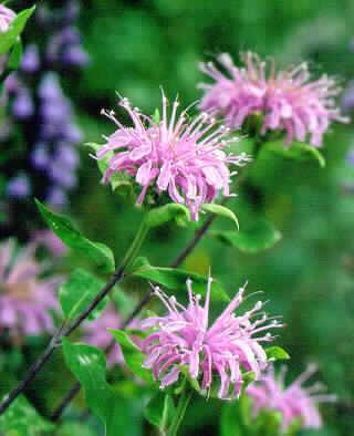 monarda fistulosa