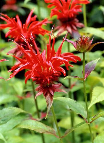 monarda jacob clin