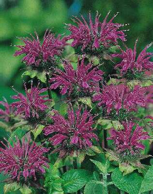 monarda prairienac