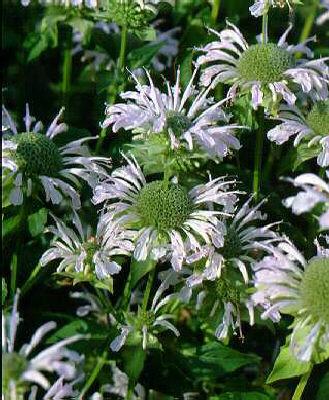 monarda schneewitt
