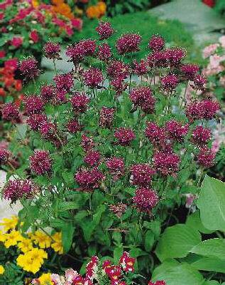 monarda scorpion