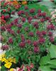 monarda scorpion