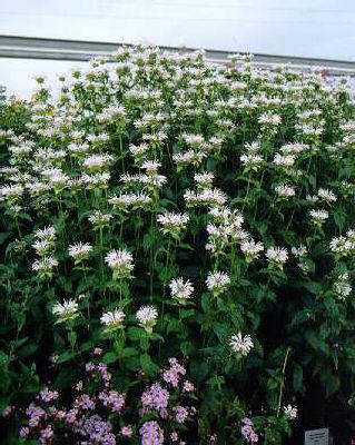 monarda snow queen