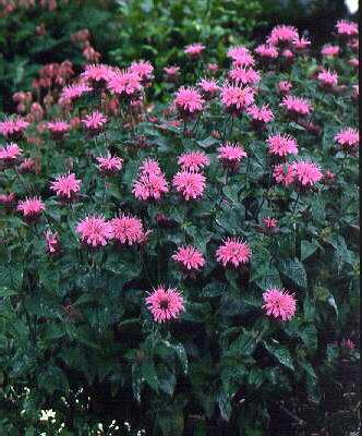 monarda twins