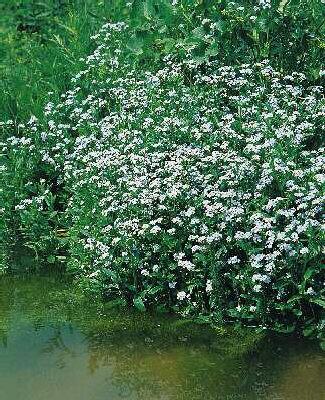 myosotis palustris