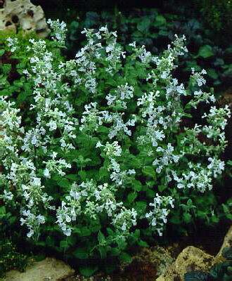 nepeta faassenii s
