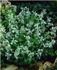 nepeta faassenii s
