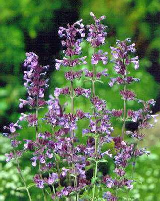 nepeta faassenii w