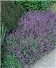 nepeta faassenii