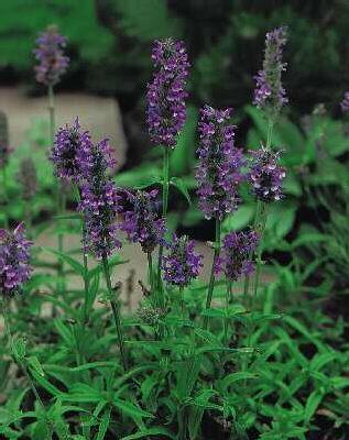 nepeta nervosa