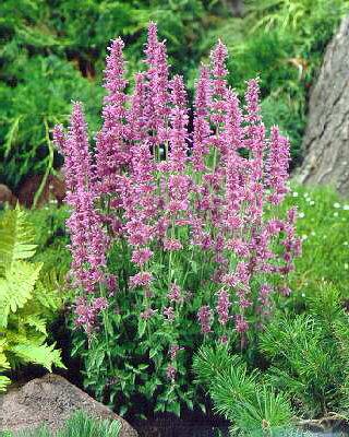 nepeta pool bank