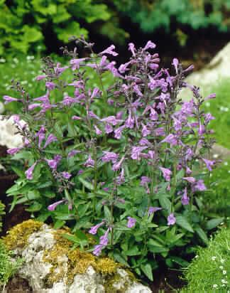 nepeta sibirica souvenir d'andre chaudron