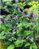 nepeta subsessilis