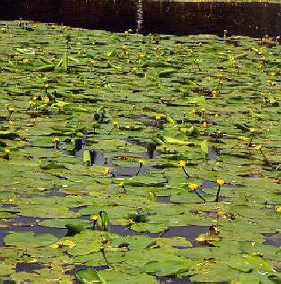 nuphar lutea