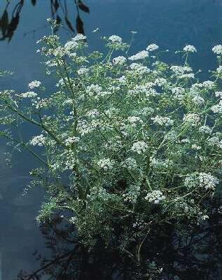 oenanthe aquatica