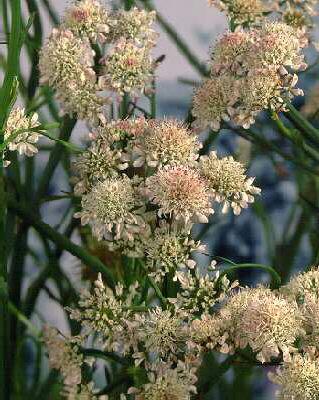 oenanthe fistulosa