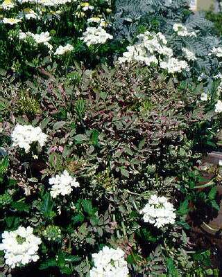 oenanthe japonica 