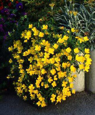oenothera african 
