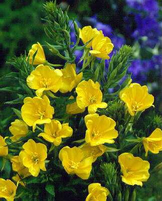 oenothera biennis