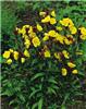 oenothera frticosa