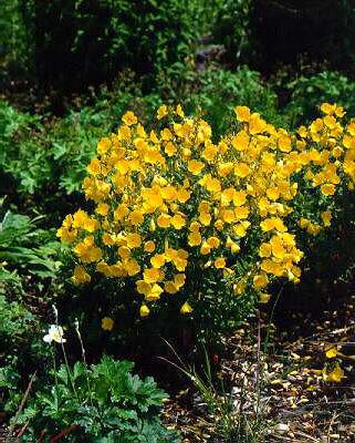 oenothera fruticos