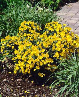 oenothera fruticos