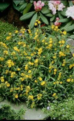 oenothera perennis