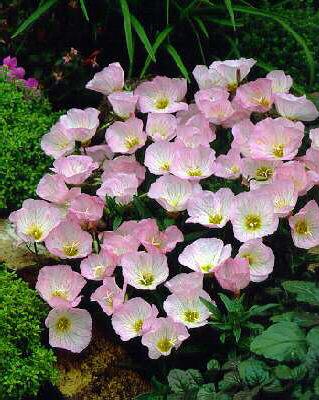 oenothera speciosa