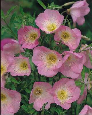 oenothera speciosa