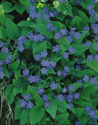 omphalodes verna