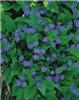 omphalodes verna