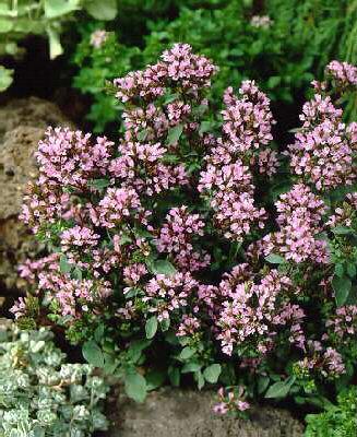 origanum laevigatu