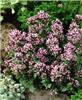 origanum laevigatu