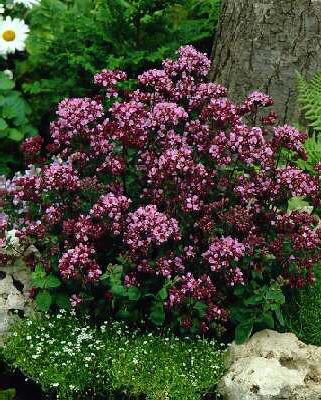 origanum rosenkupp