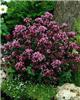 origanum rosenkupp