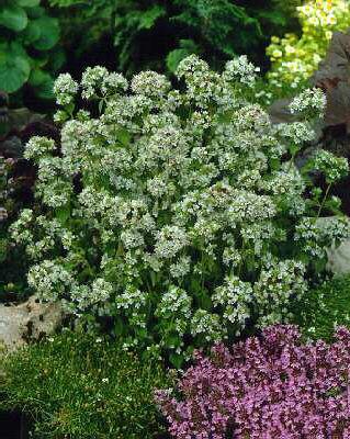 origanum vulgare a