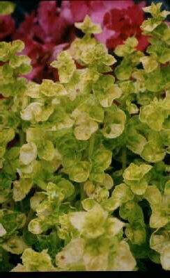 origanum vulgare a