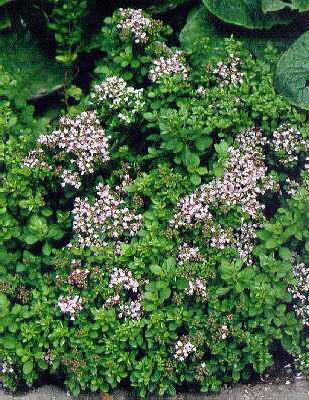 origanum vulgare c