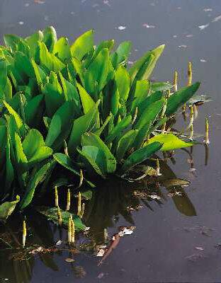 orontium aquaticum