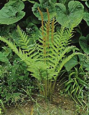 osmunda cinnamomea