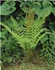 osmunda cinnamomea