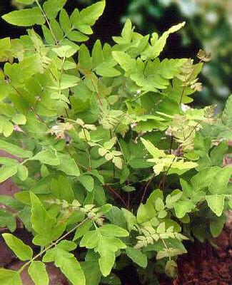 osmunda regalis pu