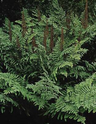 osmunda regalis
