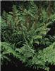 osmunda regalis