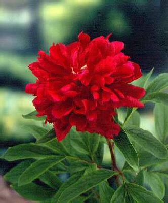 paeonia (L) red ma