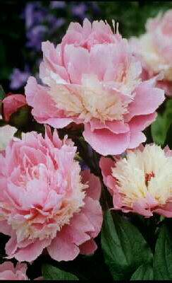 paeonia (L) sorbet