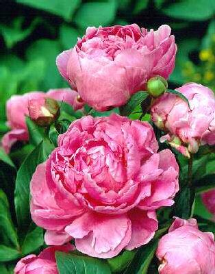 paeonia (LD) Alexa