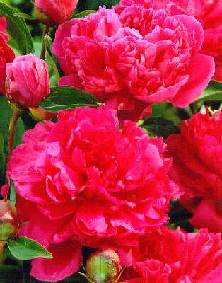paeonia (LD) Felix