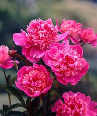 paeonia (LD) Mme E